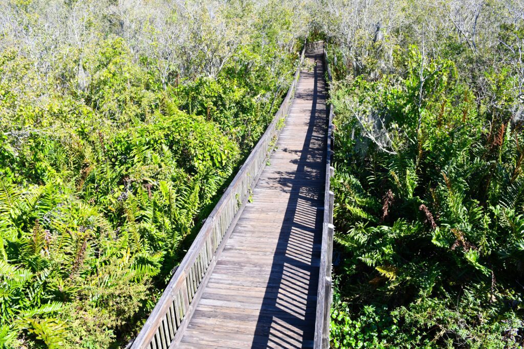 picture of the boardwalk trail