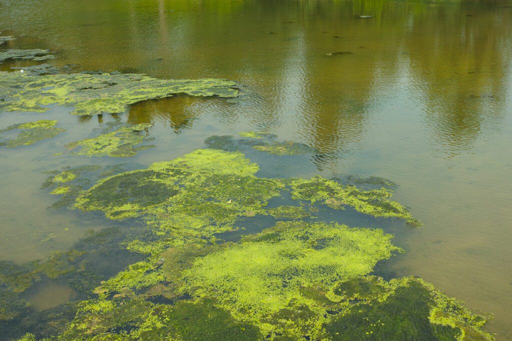 green algae in a pond