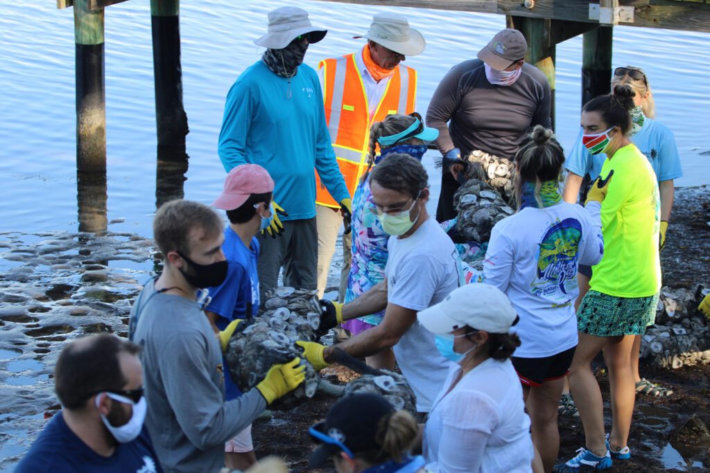 volunteers installing a living shoreline in Ozona