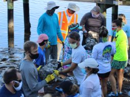 volunteers installing a living shoreline in Ozona
