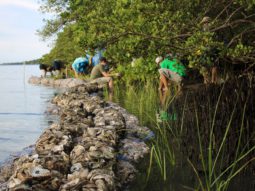 Volunteers installing a living shoreline at Phillipe Park