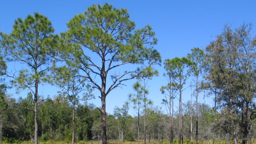 blue sky and pine trees in a Florida preserve
