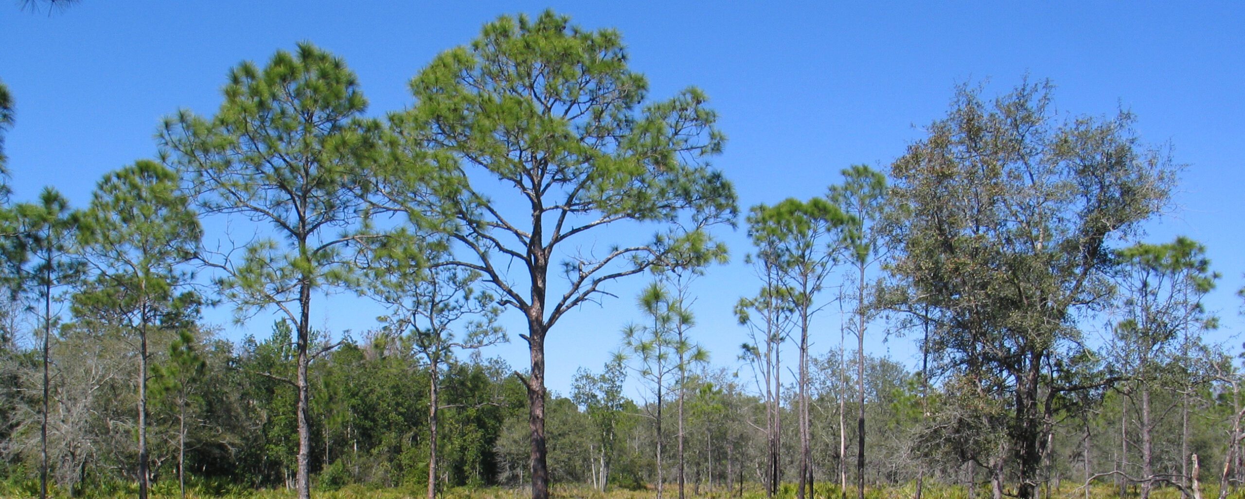 Allen's Creek Management Area - Pinellas County