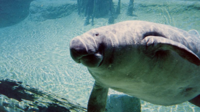 manatee swimming