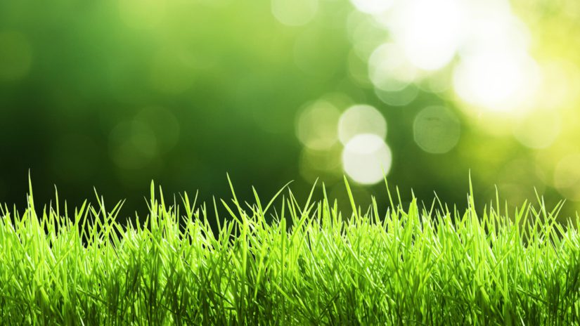 sun shining through trees onto a green lawn