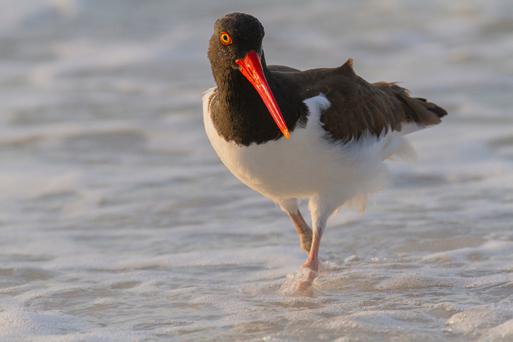 American Oystercatcher strolling in the surf