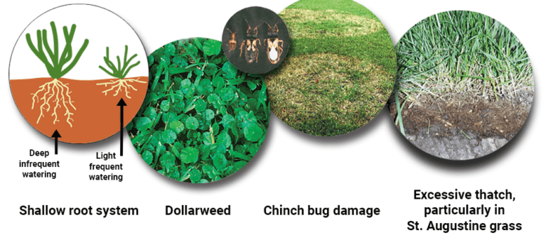 Shallow Turf Roots Avoid Overwatering Your Lawn - Pinellas County
