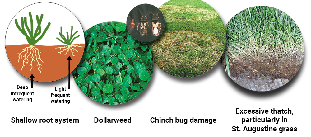 Overwatering your lawn promotes weak root systems, dollarweed, cinch bug damage, and excessive thatch especially in Augustine grass