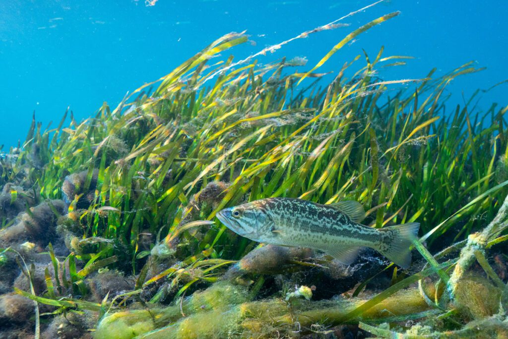fish swimming near seagrass