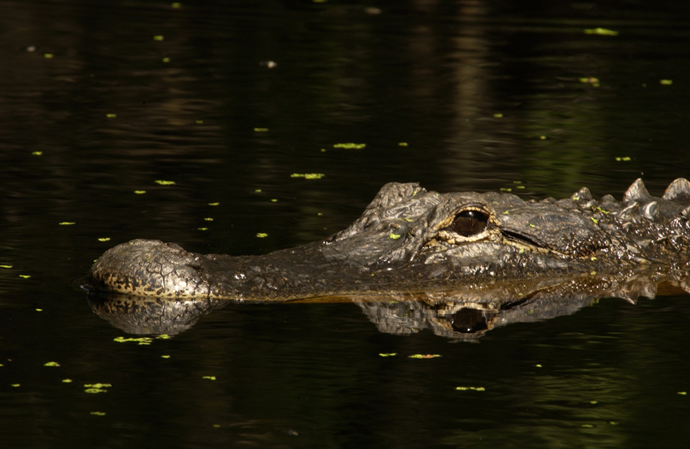 alligator swimming in dark water