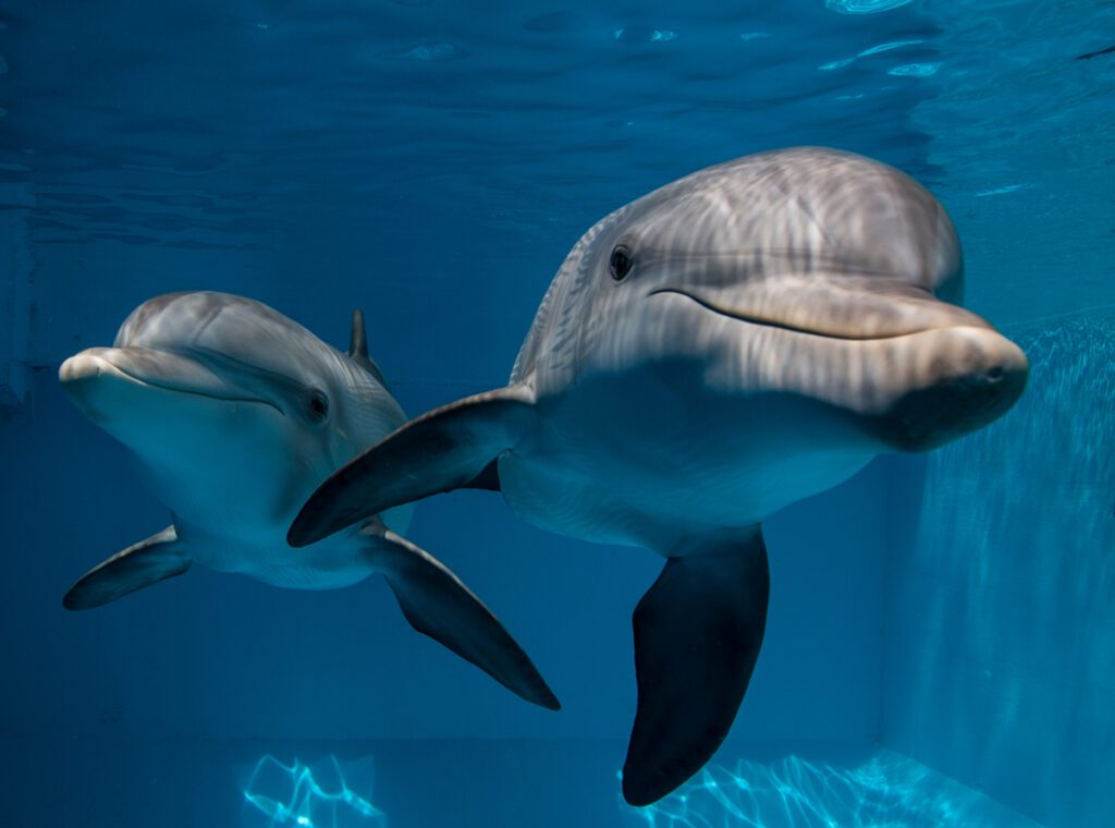Two bottlenose dolphins swimming