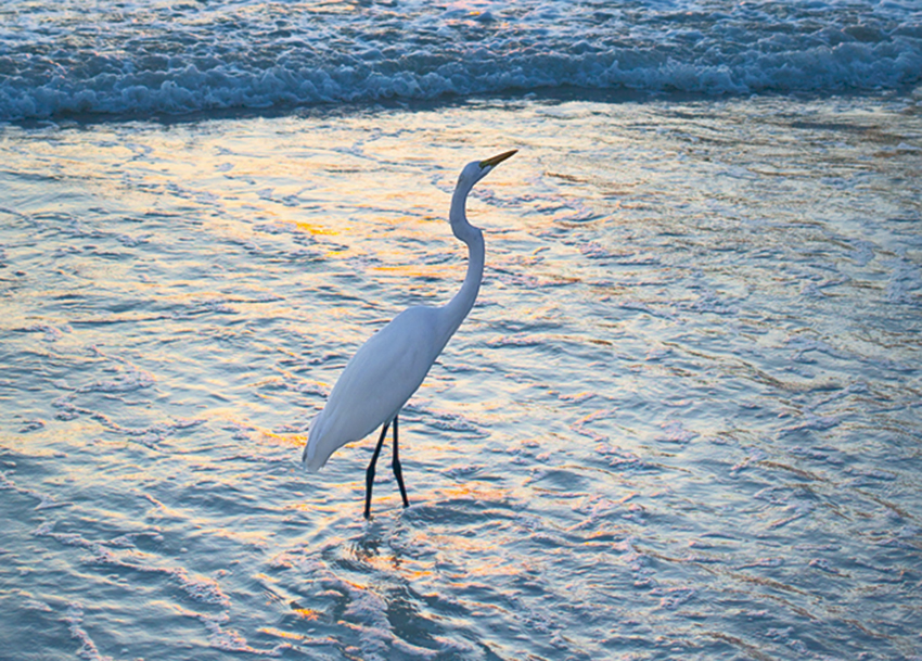 Egret fishing at sunset at Redington Shores