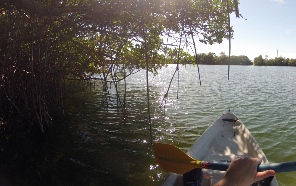 kayaker in the shade of mangroves