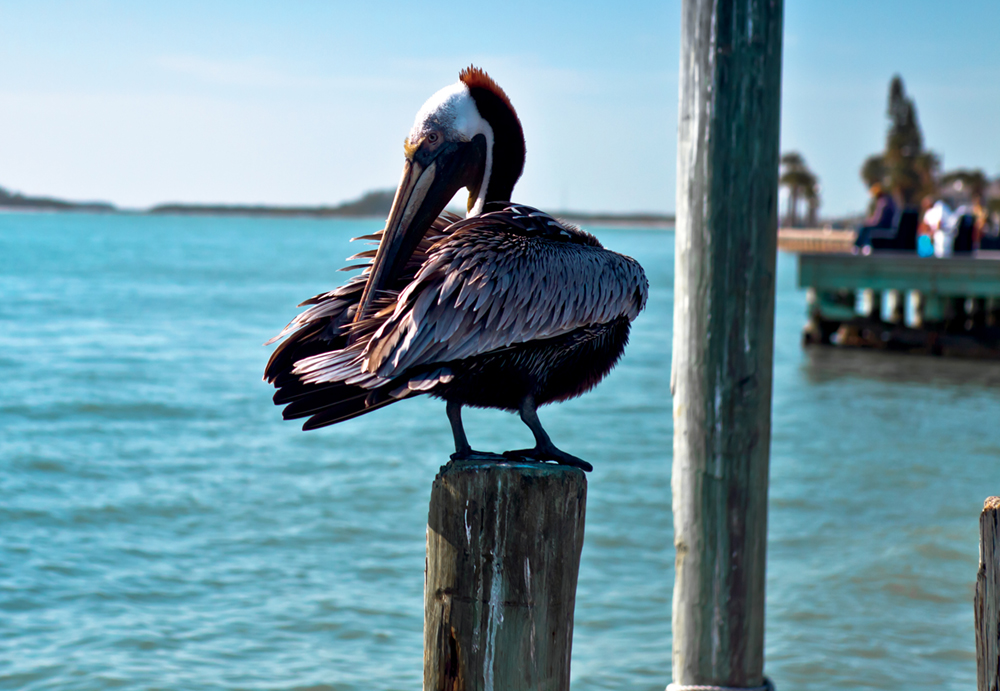 a pelican standing on a post