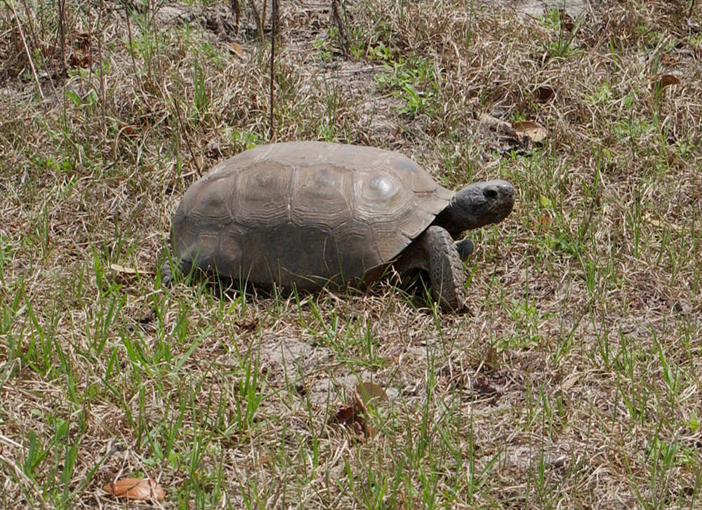 gopher tortoise at Weedon Island