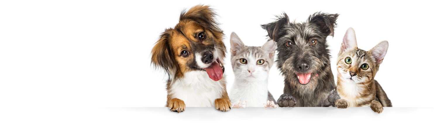 Pinellas County Animal Services