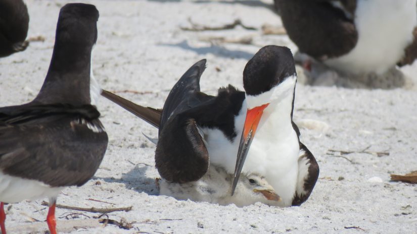 Black skimmers nesting on beach.