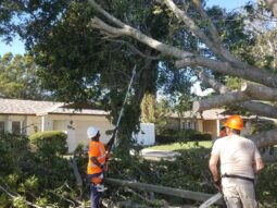 Urban Forestry crew removing tree in right-of-way