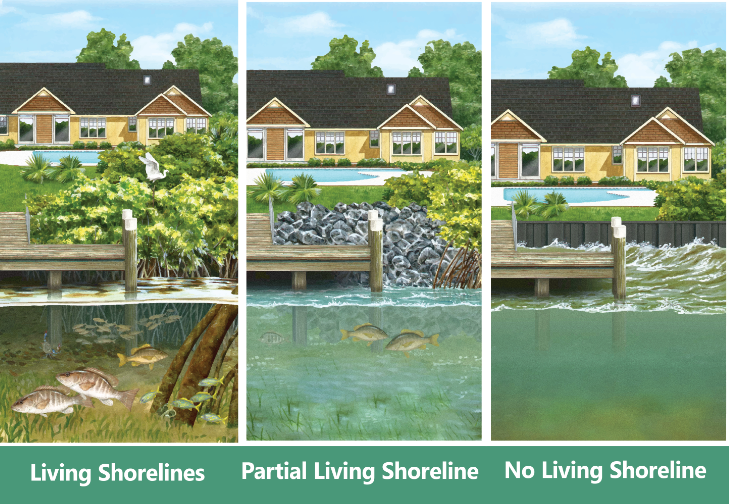 A series of three images showing a dock with healthy natural habitat, a partial habitat and no habitat with captions "Living Shorelines," "Partial Living Shoreline" and "No Living Shoreline." 