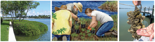 A series of three images showing mangroves, sea grass planting and oysters. 