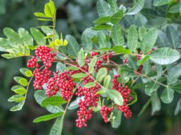 Brazilian Pepper, an invasive species