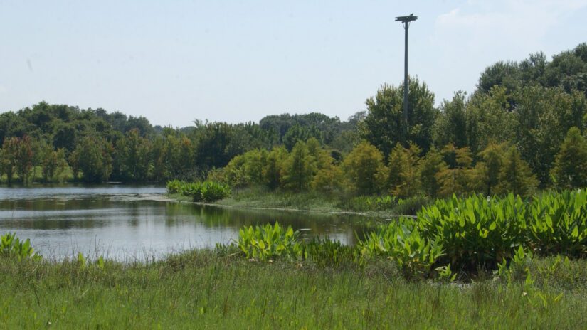 Alligator Creek in Pinellas County, Florida