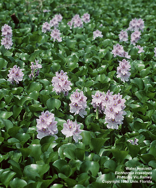 Water Hyacinth, a leafy green plant with small purple flowers