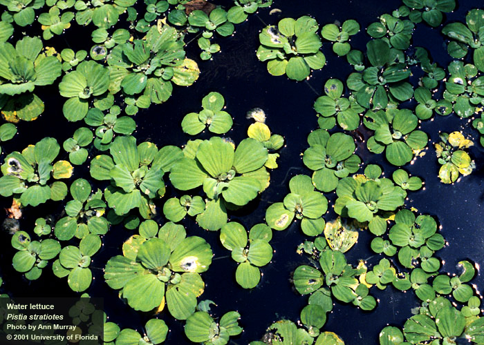 bright green water lettuce growing in deep blue water