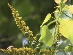 Chinese Tallow, an invasive species