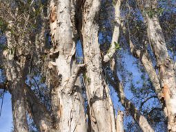 punk tree, an invasive species