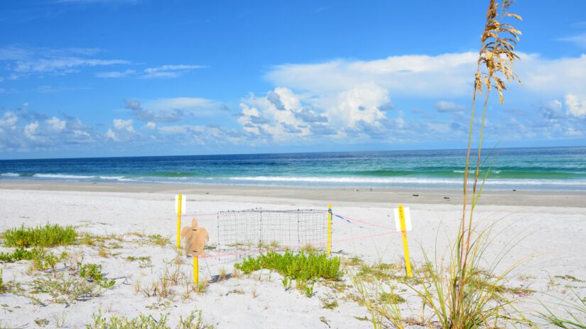 Marked sea turtle nests located at Morgan Park, Belleair Beach