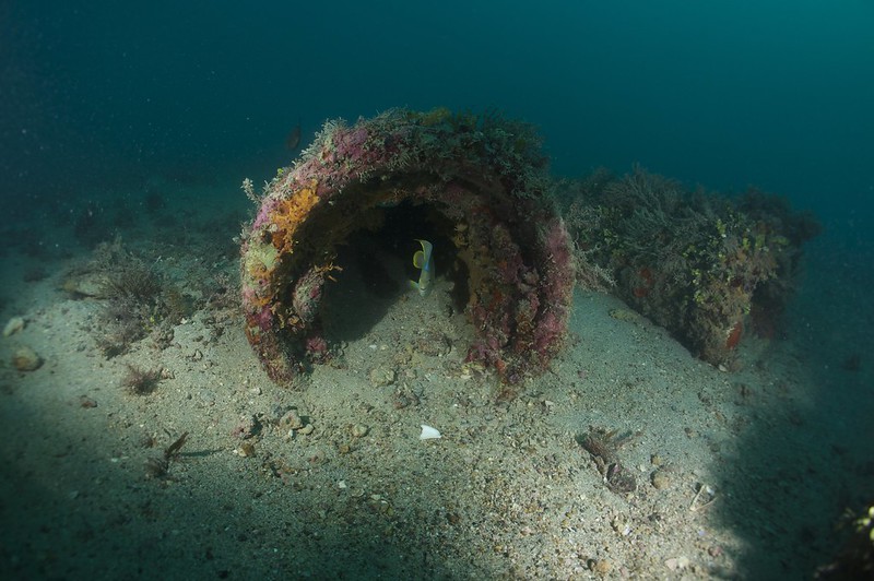 Scrap plastic pipes become artificial fishing reefs