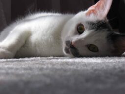 white cat lying on floor, looking at camer