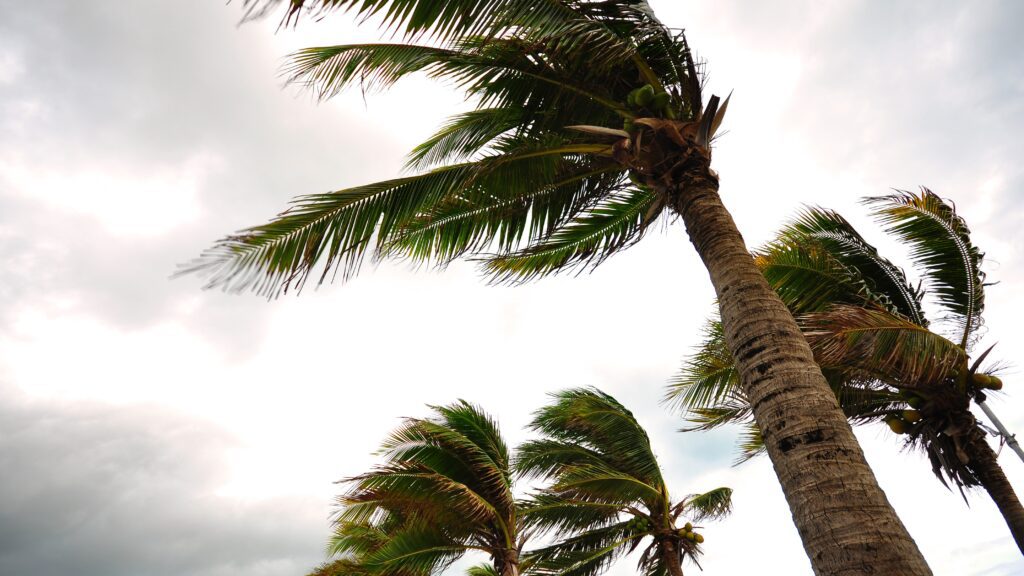 Palm trees blowing in a storm