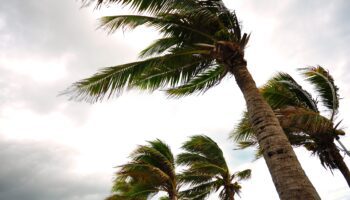 Palm trees blowing in a storm