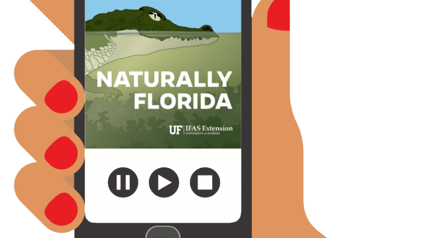 Naturally Florida logo of artwork of hand holding a smartphone with the Naturally Florida logo on the screen.