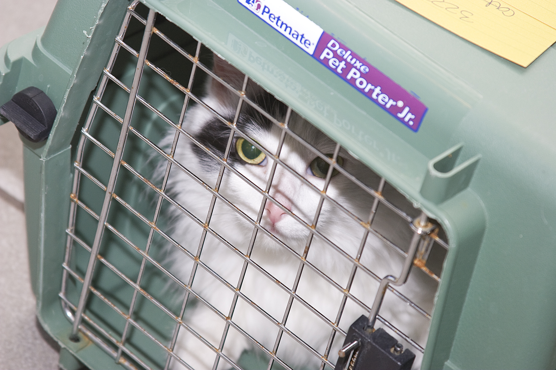 Cat in a small portable carrier, ready to be transported to a shelter.