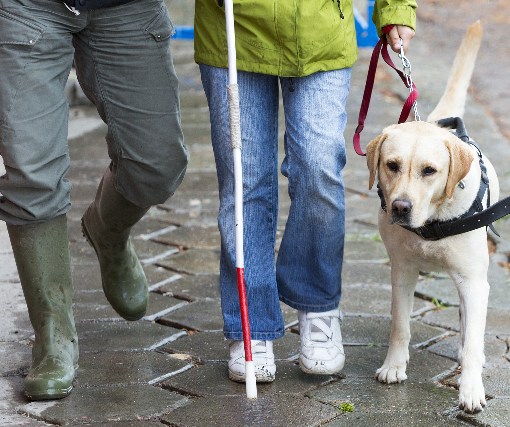 Sofia, Bulgaria - June 18, 2015: A blind person is led by her golden retriever guide dog during the last training for the dog. The dogs are undergoing various trainings before finally given to the physically disabled people.