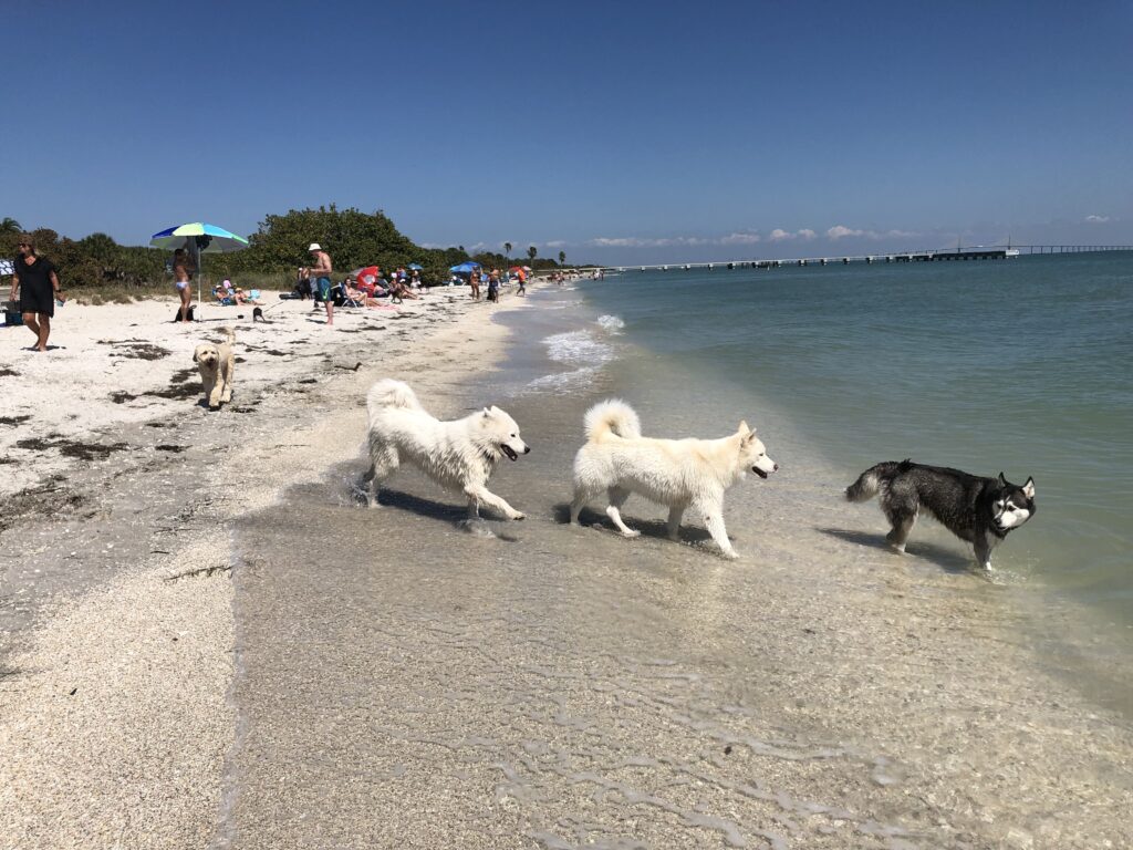 A photograph of three white dogs and one black dog playing in the water at the Fort De Soto dog beach.