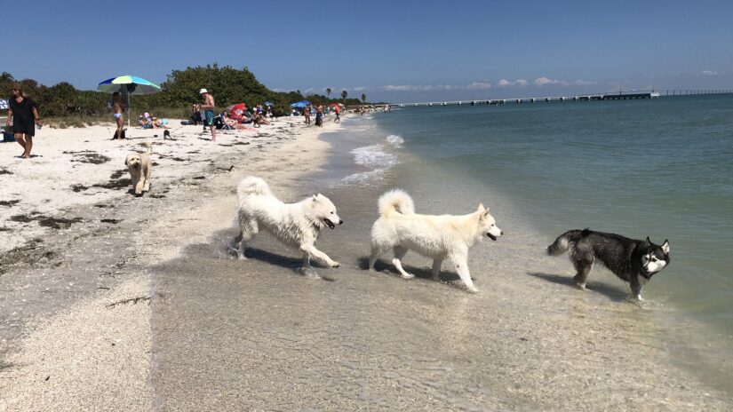 Photograph of three white dogs and one black dog at the dog beach at Fort De Soto.