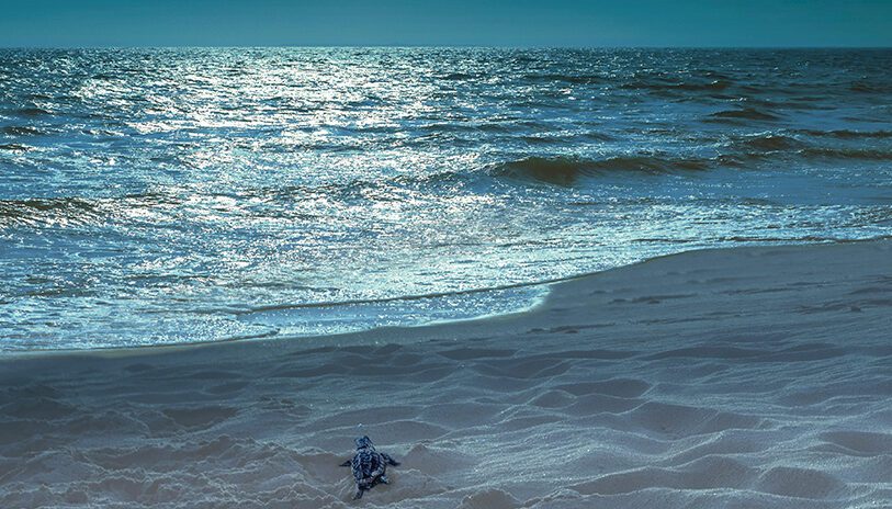 Baby sea turtles gravitating towards moonlight