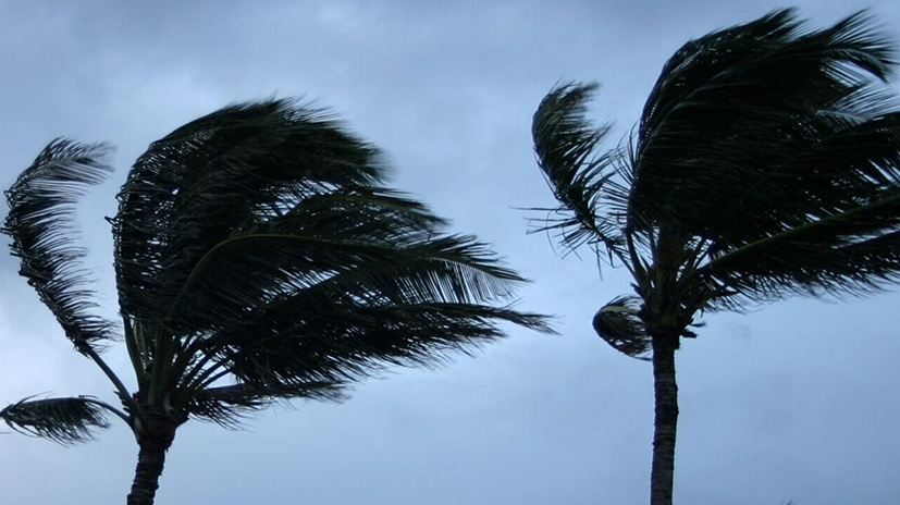 palms trees blowing in strong winds