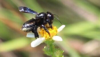 Image of a bee pollinating a small yellow flower.