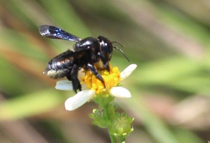 Image of a bee pollinating a small yellow flower.