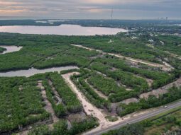 aerial view of the Weedon Island salt marsh after the restoration project