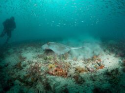 Image of stingray swimming over one of Pinellas County's artificial reefs.