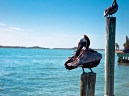 Image of pelicans on the pier.