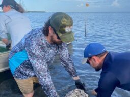 Placing bagged oyster shells to create a reef