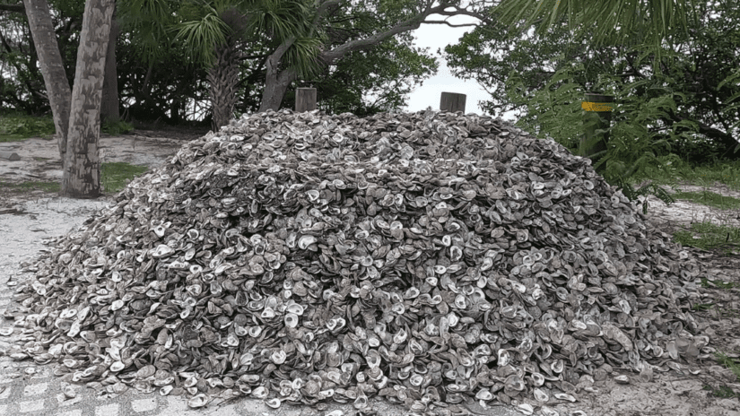 a pile of opened oyster shells
