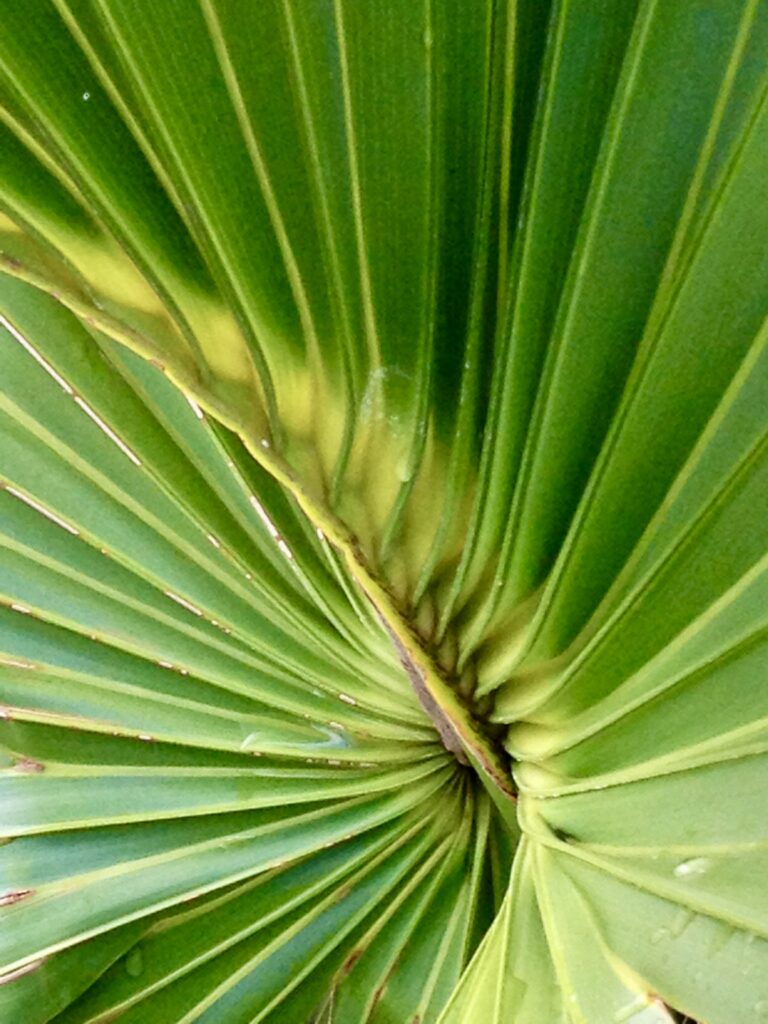 Photo of a palm